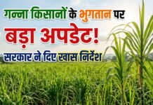 गन्ना पिराई सीजन से पहले किसानों के लिए बड़ी खबर, भुगतान को लेकर सरकार ने दिए खास निर्देश